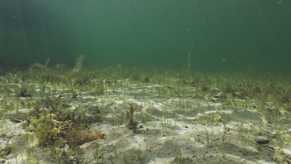 Scented Stealth Creature 2.75" (7 Pack)