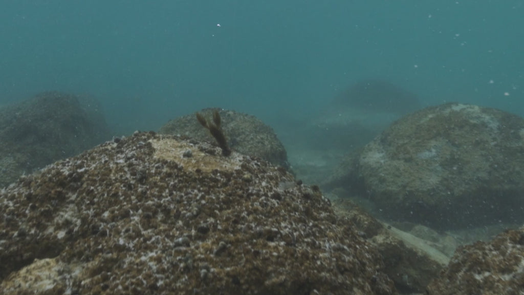 Scented Stealth Craw 2.5" (6 Pack)