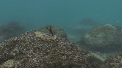 Scented Stealth Craw 2.5" (6 Pack)