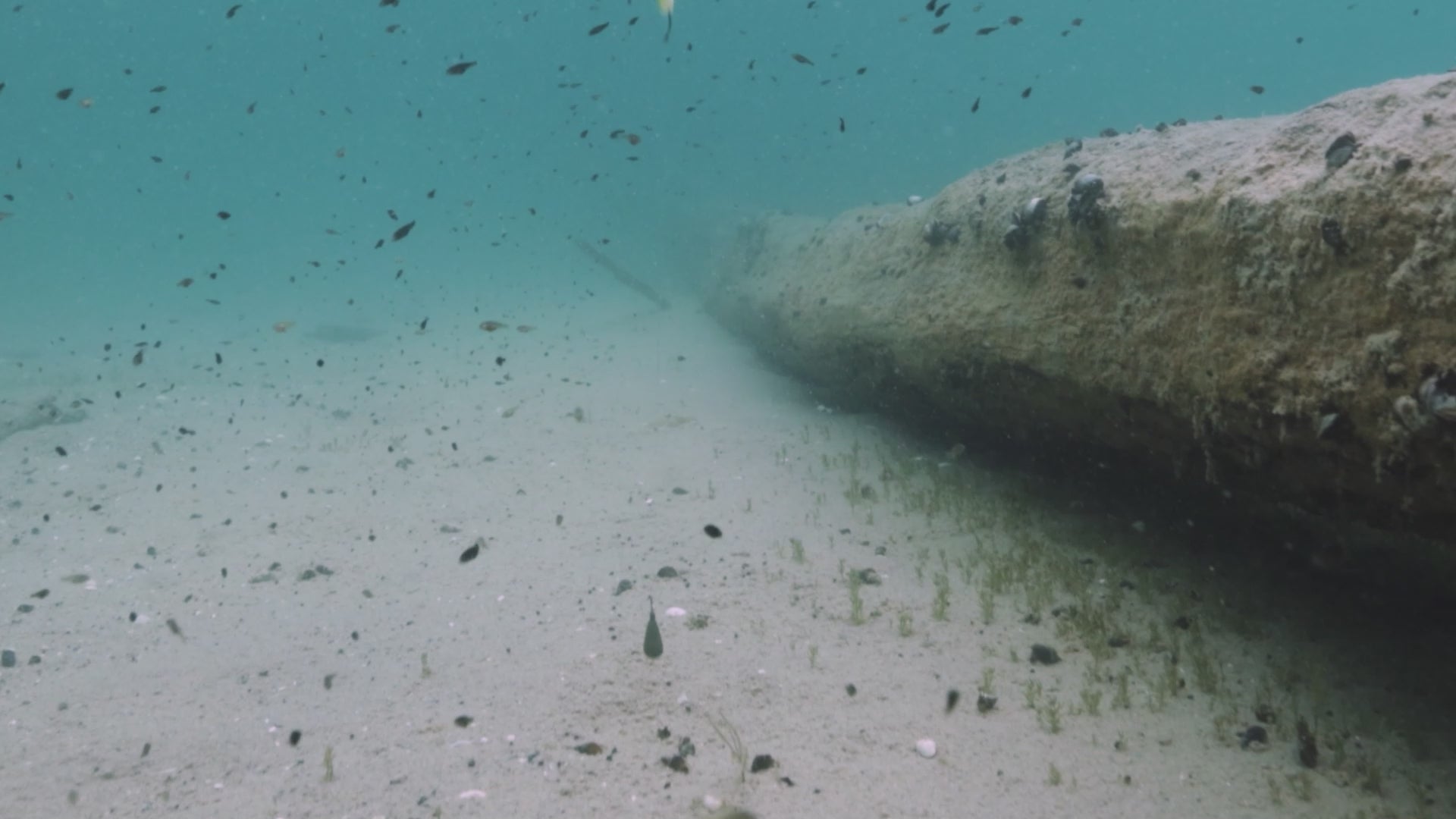 Scented Stealth Minnow 2.75" (9 Pack)