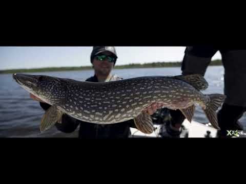 Swammer 5.5" (4 Pack)