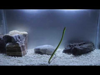 X Zone Lures Deception Worm Tank Video  - Floating Finesse Worm Check out this video to see the action of the 6" Deception Worm that has caught so many large fish for X Zone Pro Staffer and two time Angler of the Year, Brandon Palaniuk