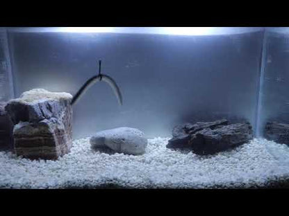 X Zone Lures True Center Stick  Tank Video - The Perfect Fall Rate