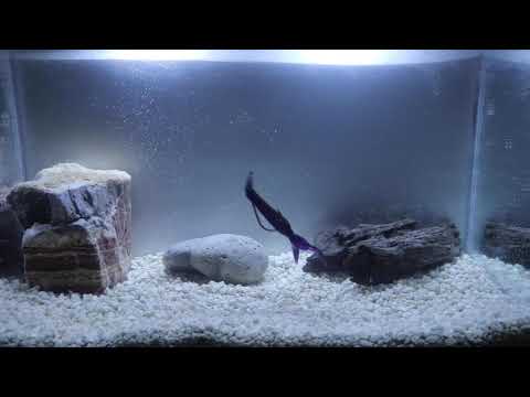 X Zone Lures Blitz Worm Tank Video - Floating Tail! 