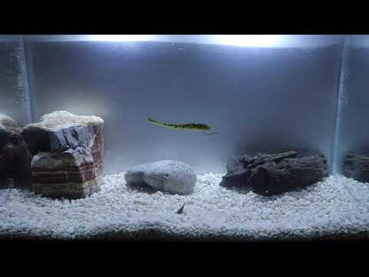 X Zone Lures Finesse Slammer Tank Video - Drop Shot Perfection  The Finesse Slammer is 3.25" Long and is made from neutrally buoyant plastic that keeps the bait horizontal in the water column. That is exactly the presentation that you want when drop shotting!
