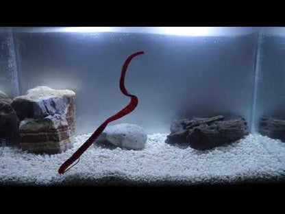 An 11" Worm with a floating tail! It doesn't get any better than this in big worm fishing. It is not a chunk of dead plastic laying on the bottom - the floating tail keeps this bait looking alive. 