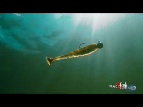 Thumping tail action and side to side body roll make the Swammer a deadly swimbait!