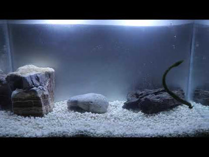 X Zone Lures MB Fat Finesse Worm Tank Video - Floating Worm!  Yep - it floats! It is a favorite of X Zone Pro Staffer Carl Jocumsen. 